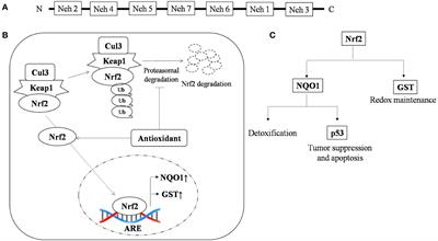 Junction of the redox dynamic, orchestra of signaling, and altered metabolism in regulation of T- cell lymphoma